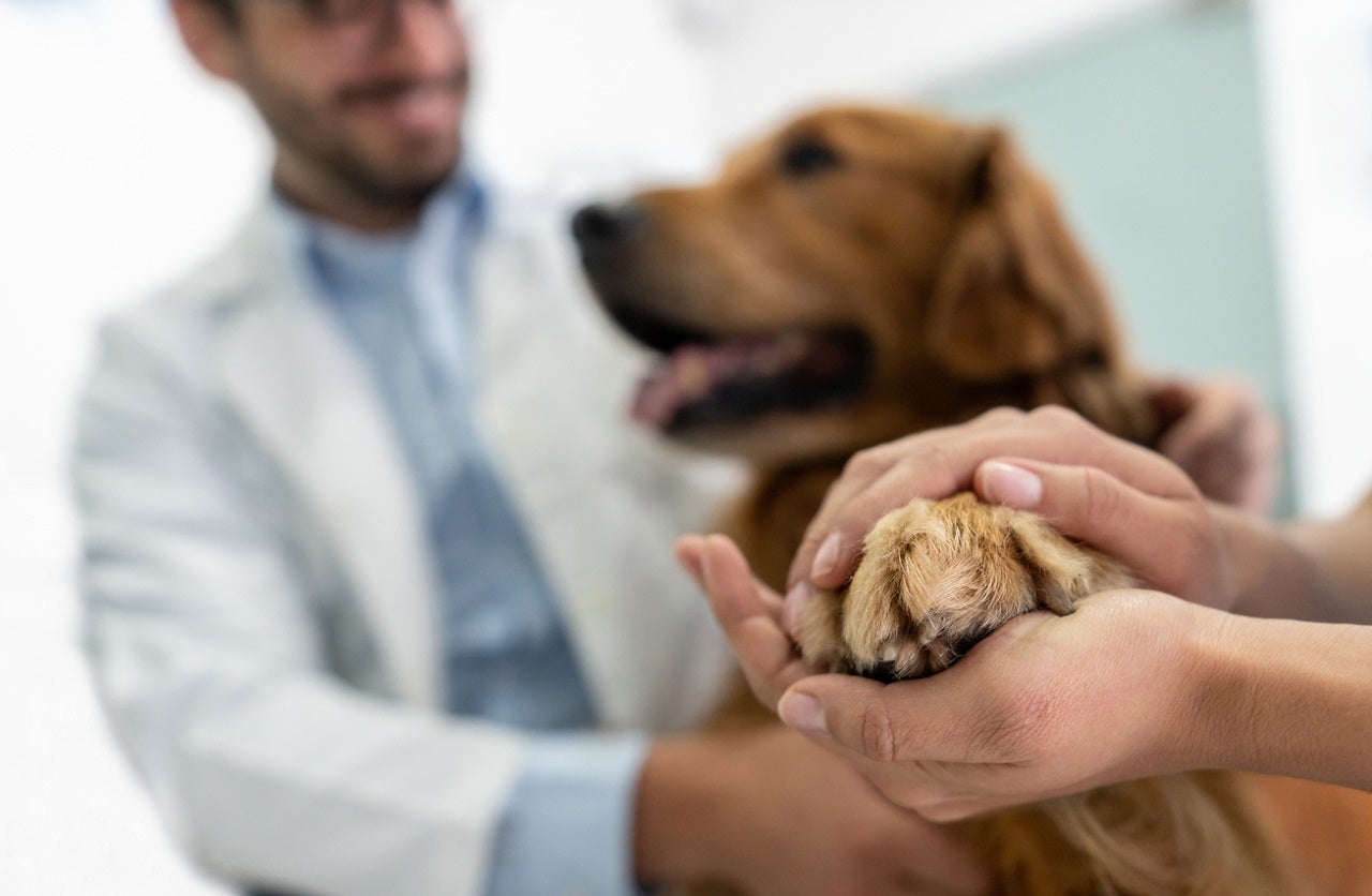 FDA grants lymphoma cancer treatment in dogs full approval
