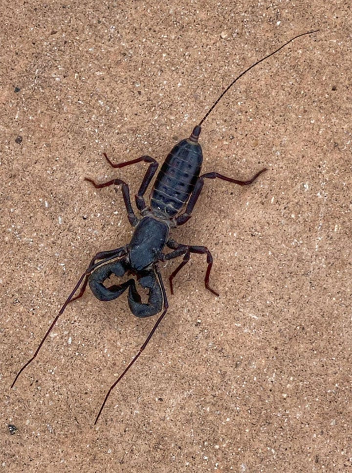 Acid-shooting 'spider-scorpion' found in Texas park creeps out social media