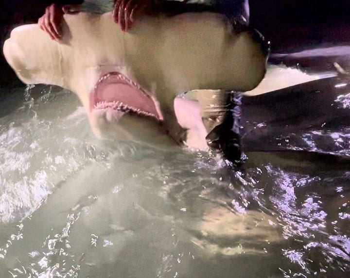 13-foot hammerhead caught off the coast of Florida panhandle