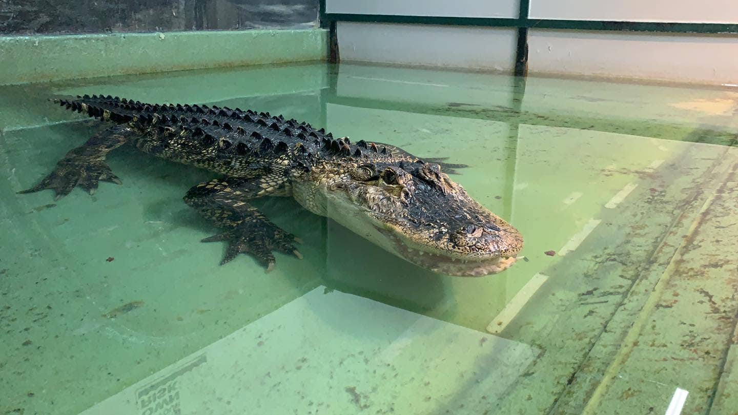 Alligator bites handler at Utah sanctuary, as guests jump in to help