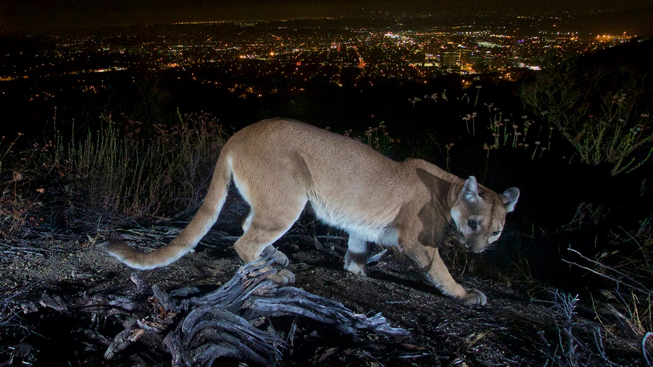 California mom saves son, 5, from mountain lion attack using her 'bare hands'