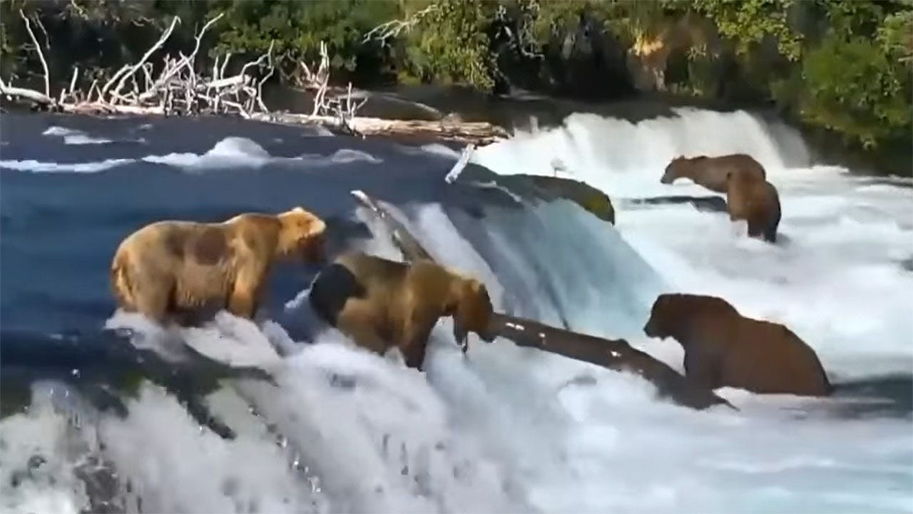 Bear in Alaska slides down waterfall trying to catch fish in viral video