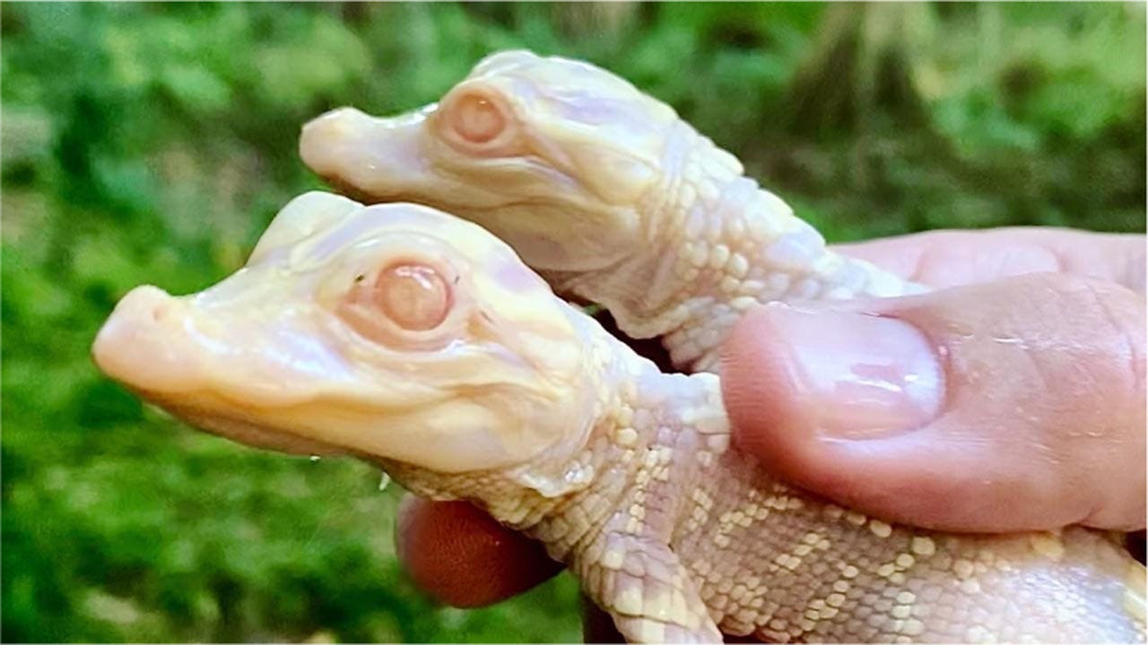 Albino gators born at Florida park for second year