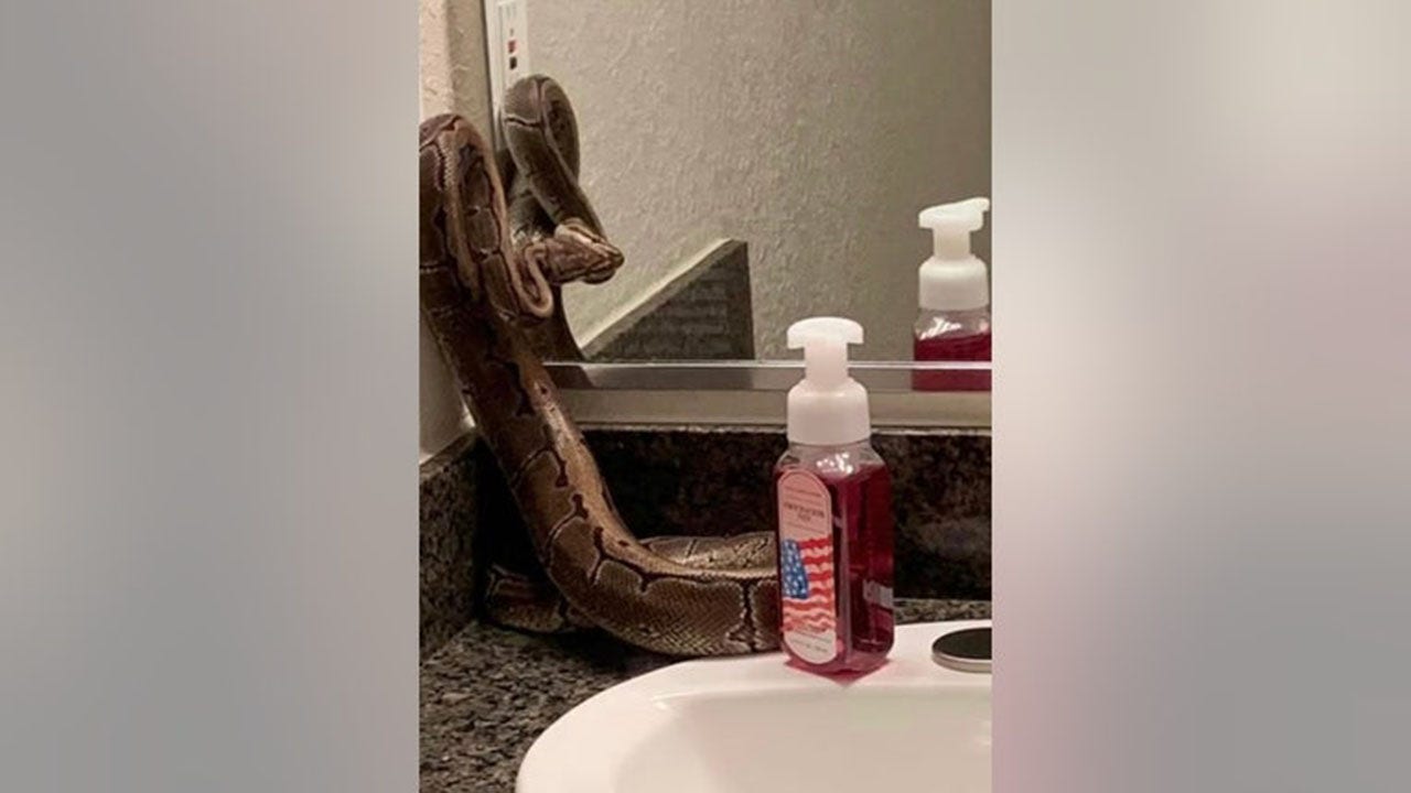 Florida woman finds large python she said previous resident left behind in her new apartment