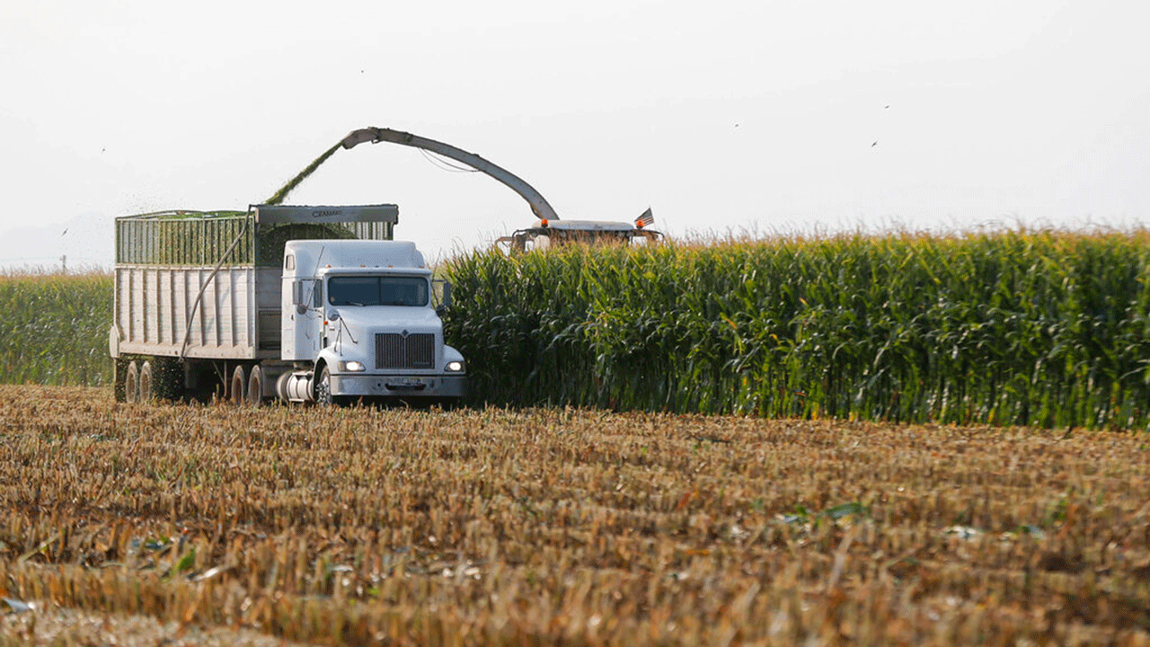 A harvesting machine mows down rows of corn on a farm in Casa Grande, Arizona, July 22, 2021.