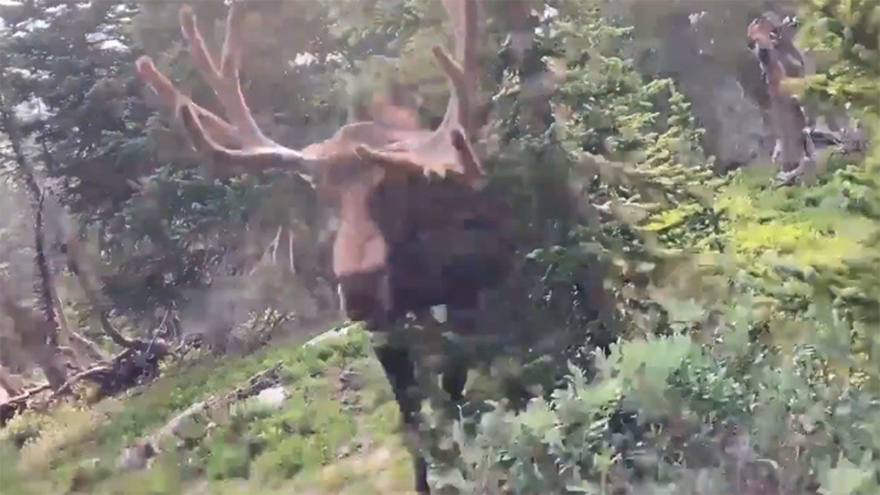 Moose charges directly at park-goer filming it