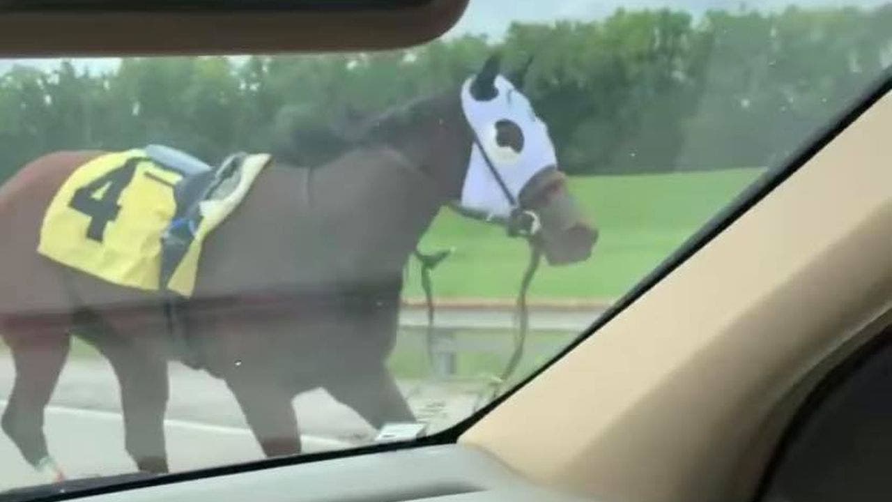Racehorse runs down interstate highway after bucking rider: 'Craziest thing I’ve ever seen'