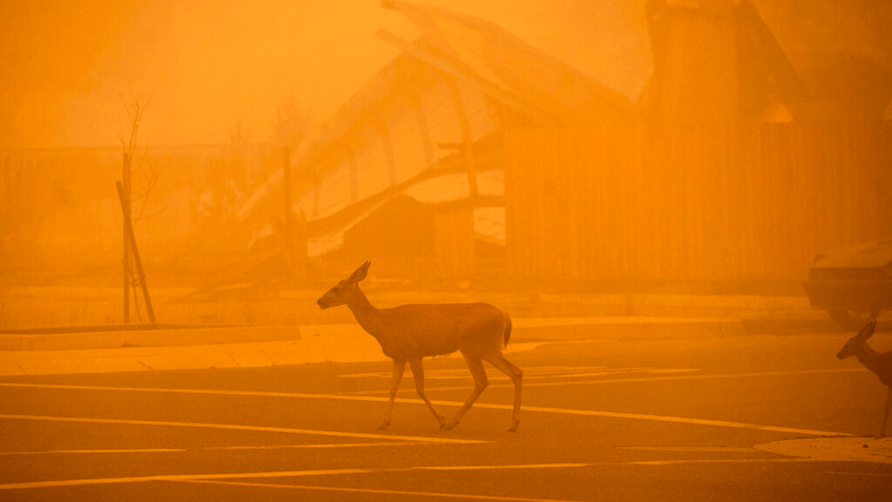 鹿がディキシー火災で破壊されたグリーンビルの建物を通過, 土曜日, 8月. 7, 2021, プラマス郡で, カリフォルニア. 