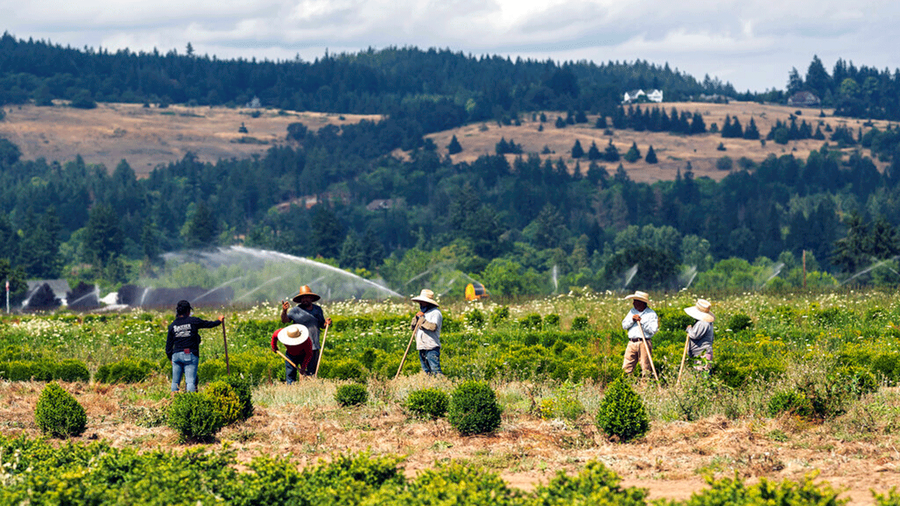 Farmworkers in Oregon bending over to pick crops.