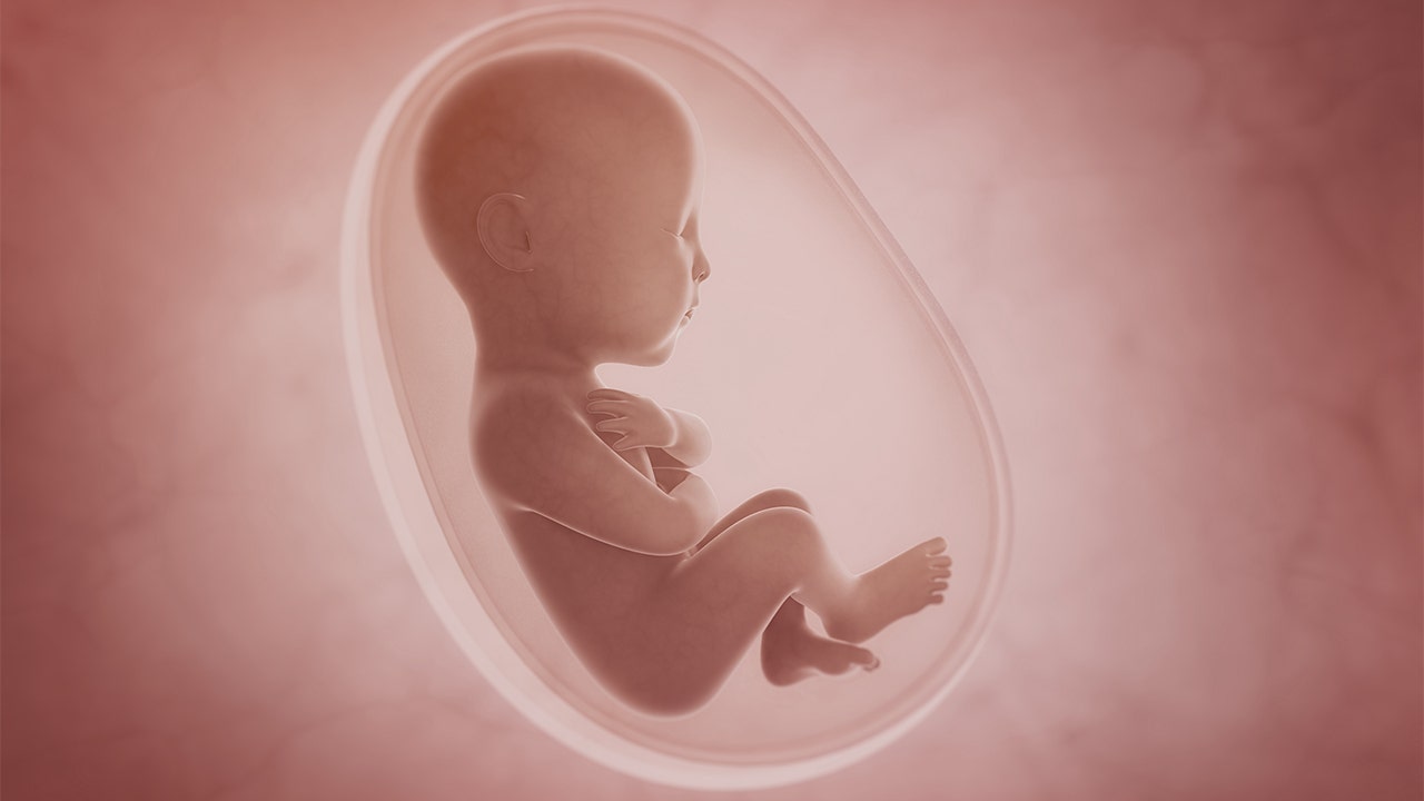 Pro-life group's fetal development video could soon be shown in classrooms across several US states