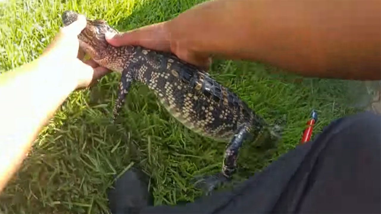 Texas police joke about arresting alligator for 'swimming naked' in pool