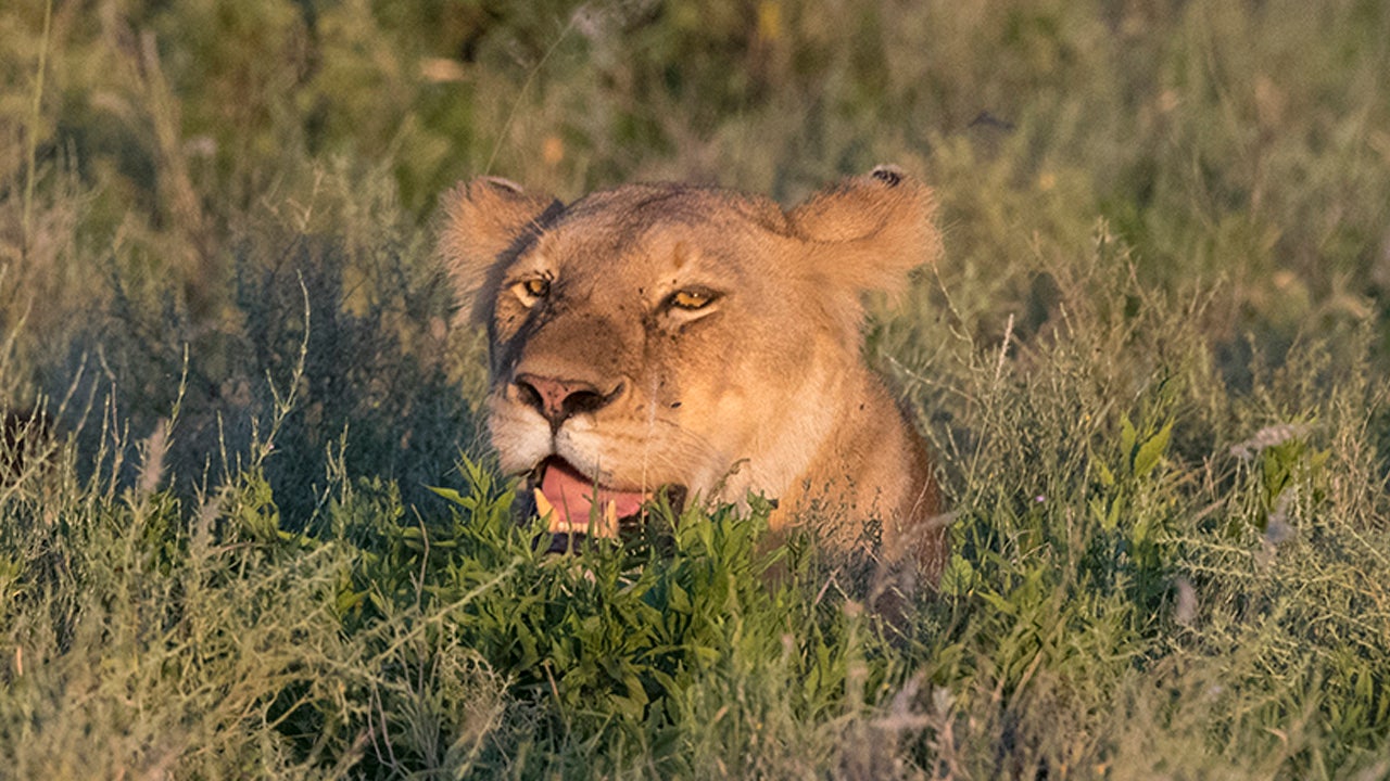 ライオンズ、アフリカ保護地域で子ども3人殺害