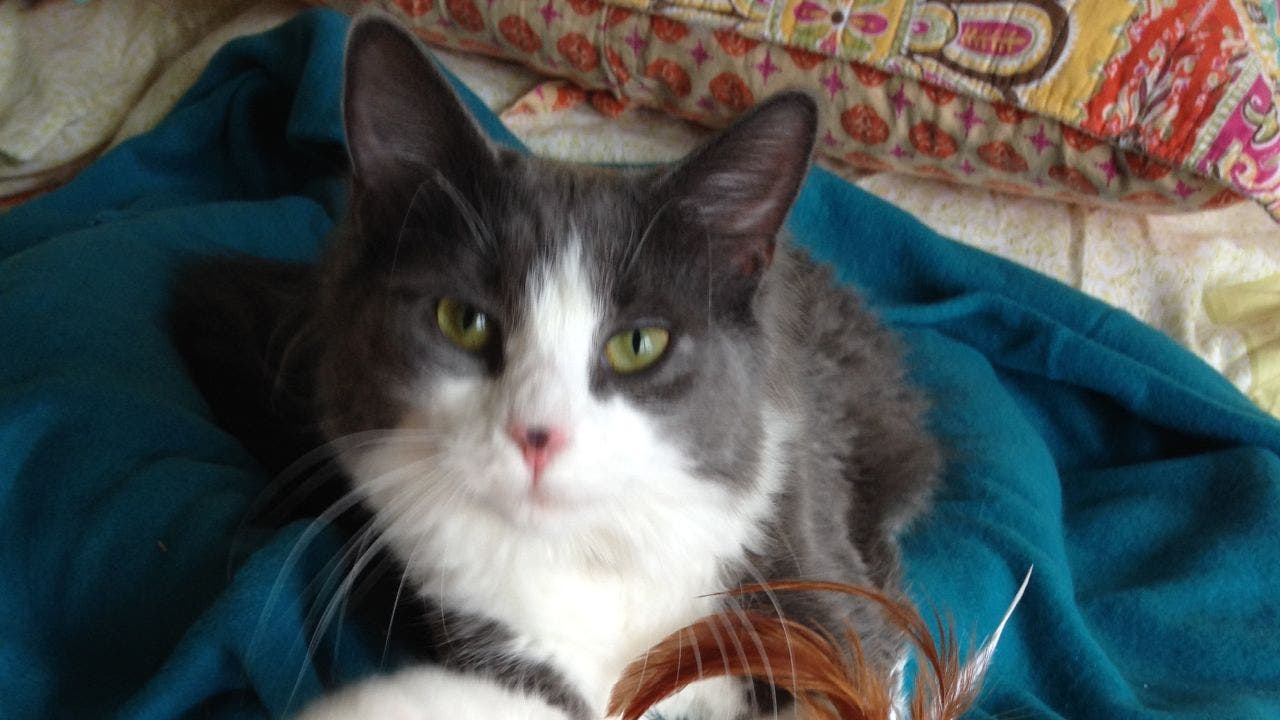 Missing cat found after an extensive 6-year search by his owner and local community