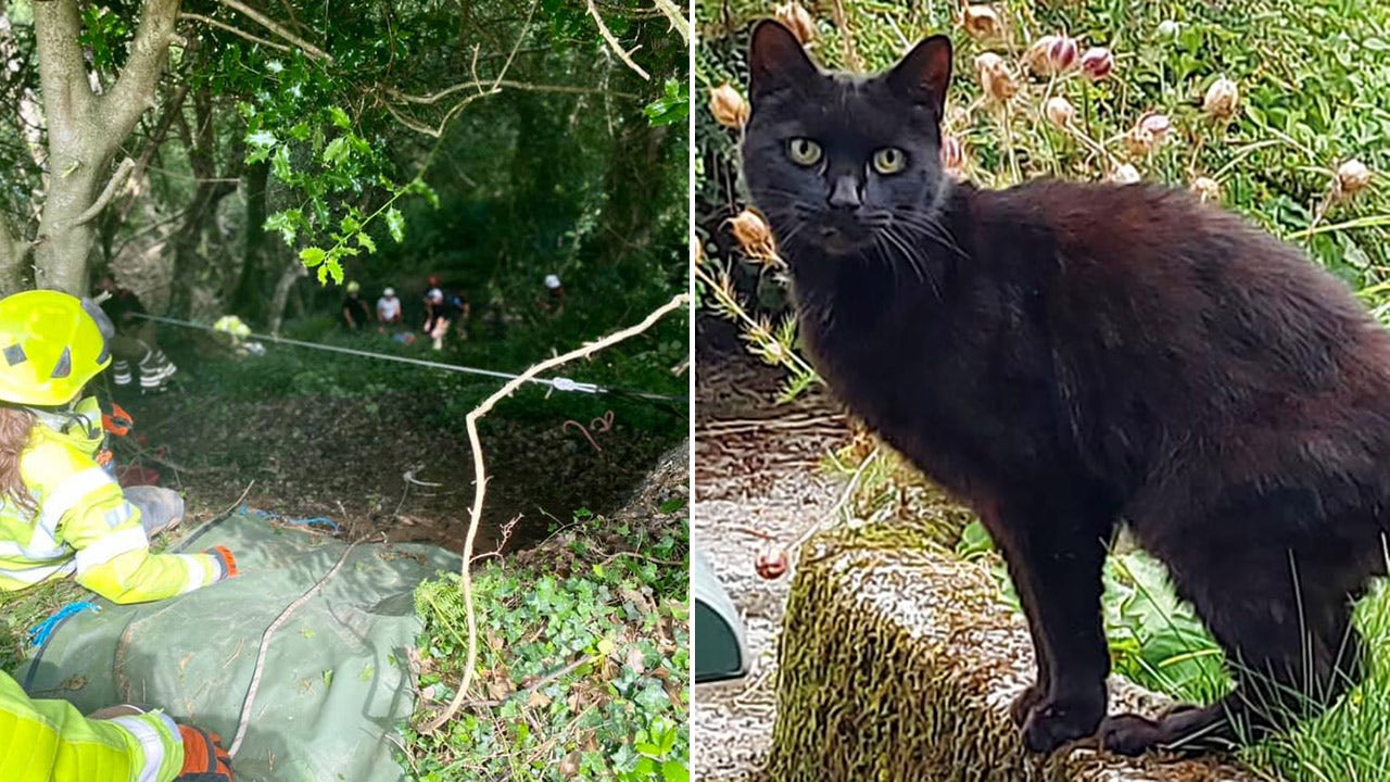 Cat's meowing helps rescuers find owner, 83, who fell down a ravine