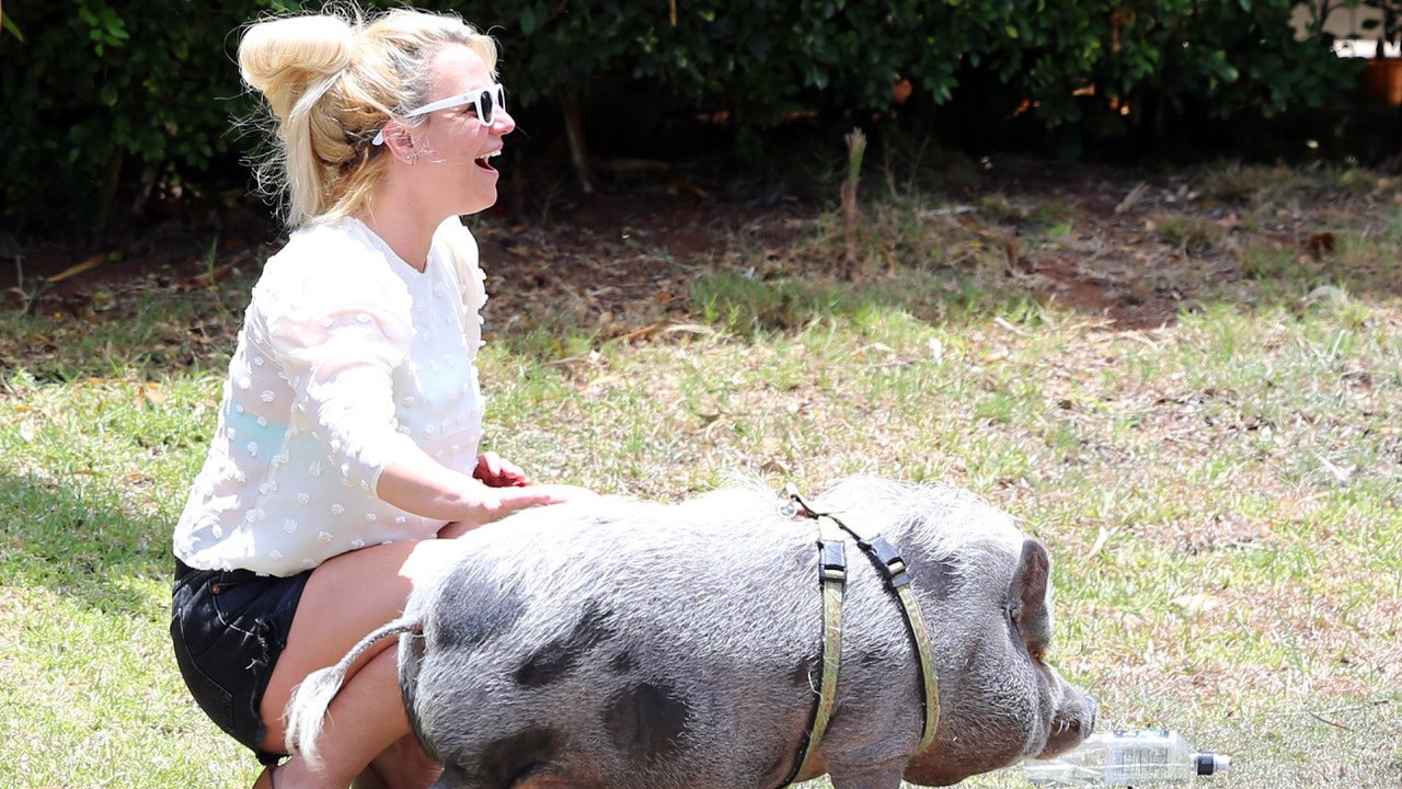 Britney Spears happily pets potbellied pig in Hawaii with boyfriend Sam Asghari amid conservatorship battle