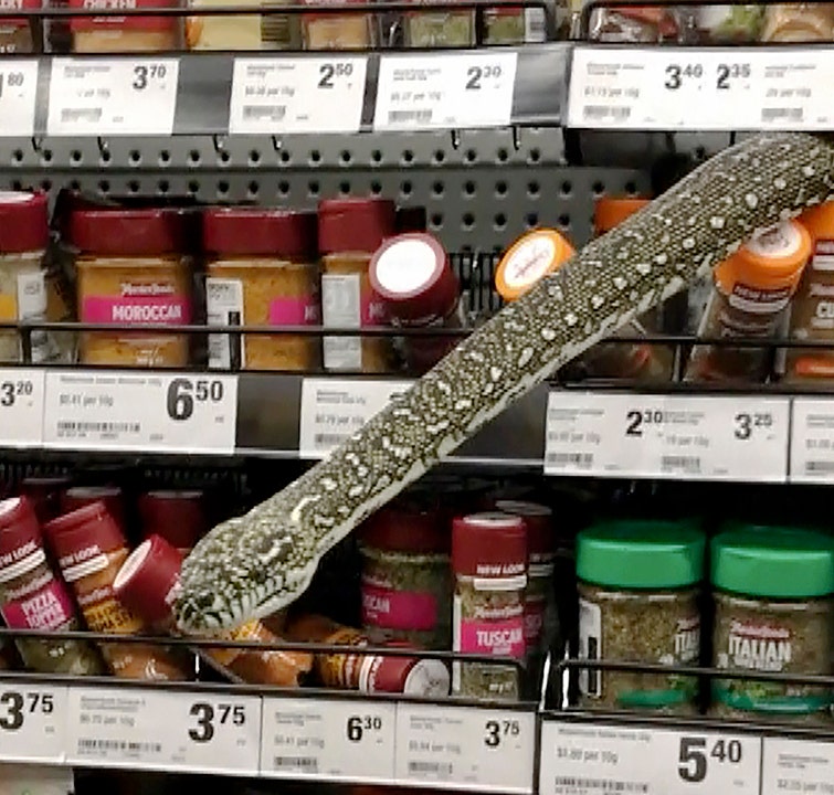 Woman comes face to face with snake in Australian supermarket