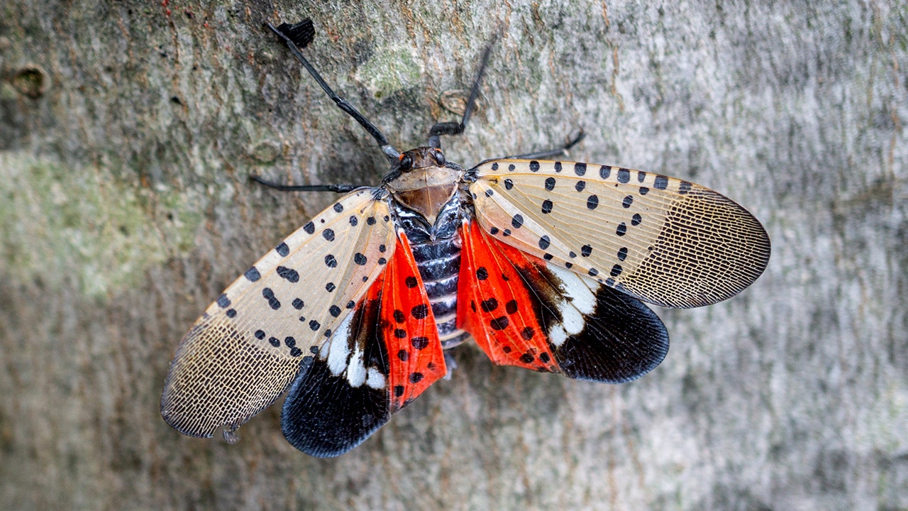 Spotted lanternfly What you need to know about the invasive insect