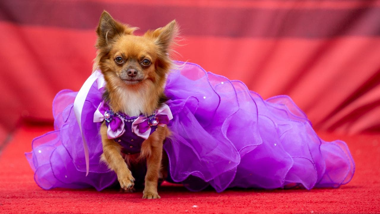 Chihuahua beauty pageant gets more than 800 costumed participants: See the photos