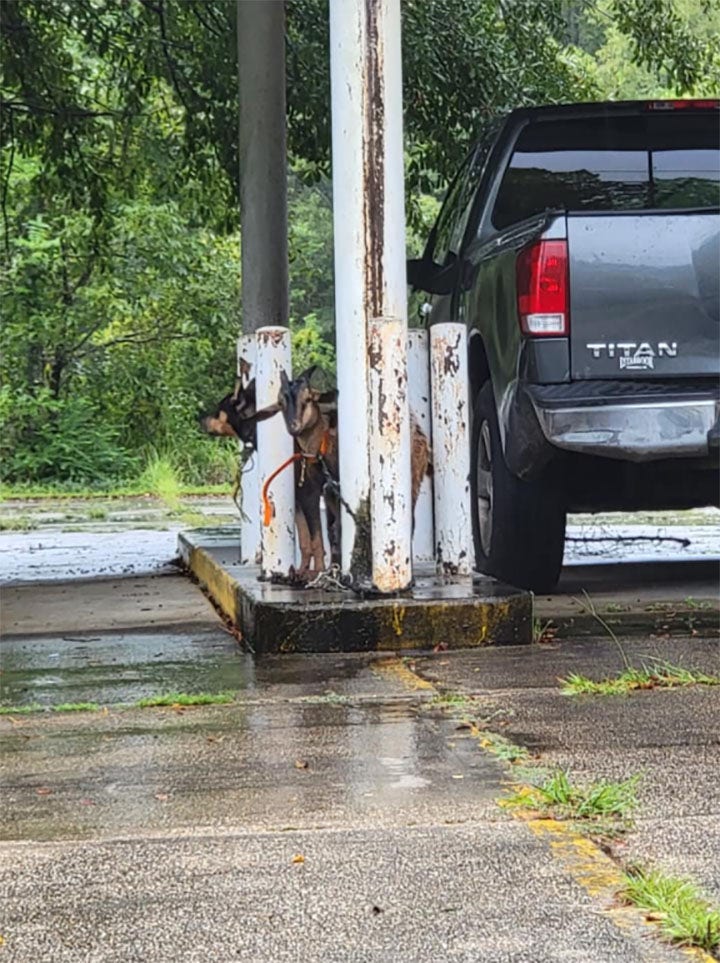 Ahead of Hurricane Ida, Mississippi police find goat, dog and car abandoned at empty bank