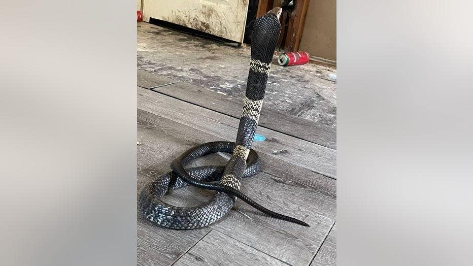 Highly venomous cobra snake missing in Texas town, police warn