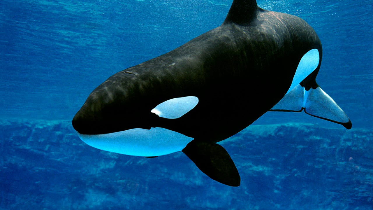 Beloved killer whale at SeaWorld dies suddenly