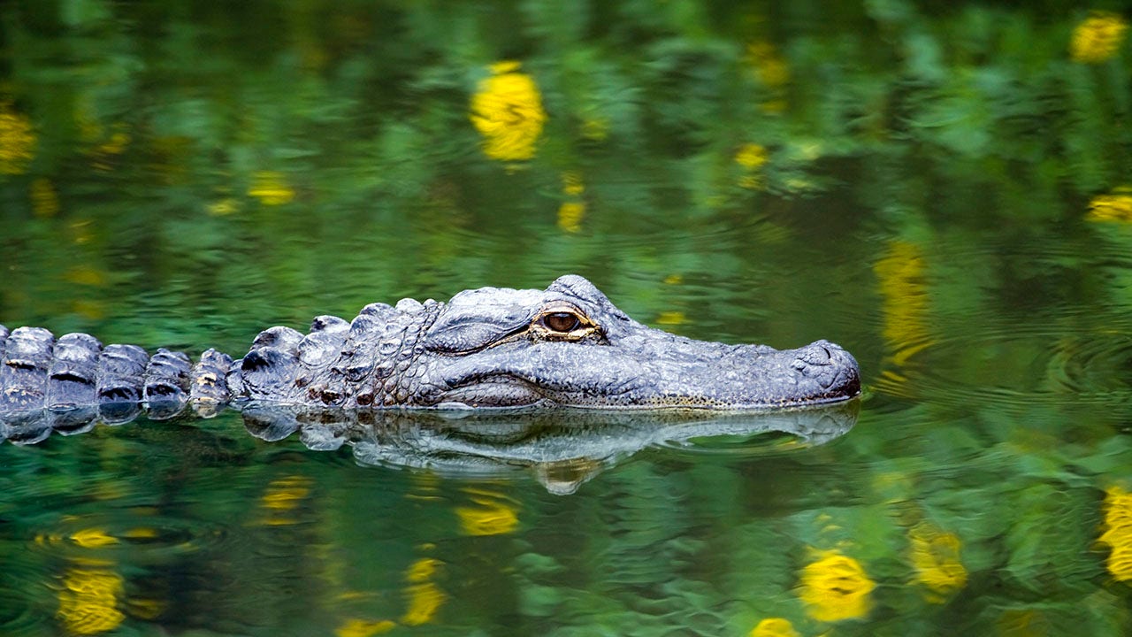 Search continues for Louisiana man whose arm was torn off by alligator