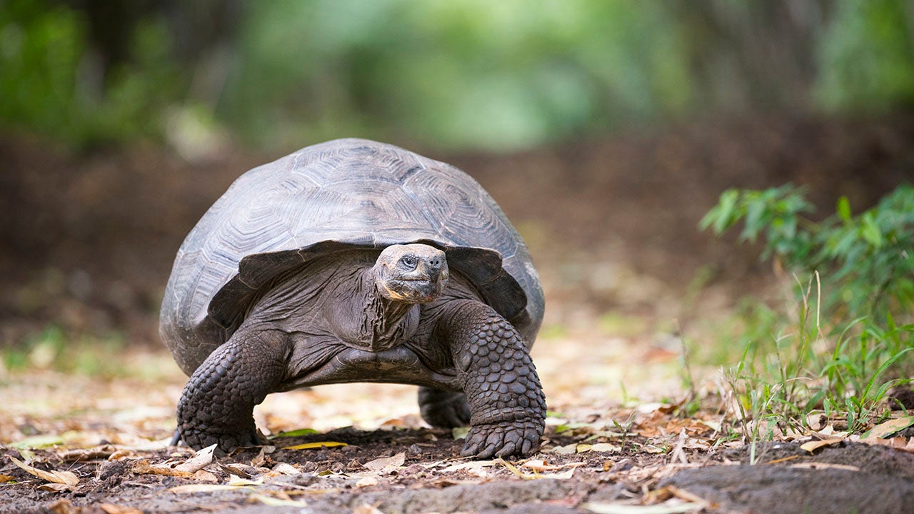 Una tortuga vegetal ataca y come pájaros en un video «aterrador»