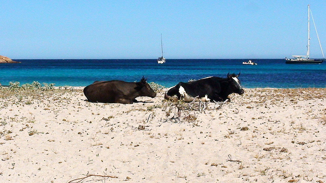 Cow attacks prompt beach closures at popular tourist destination