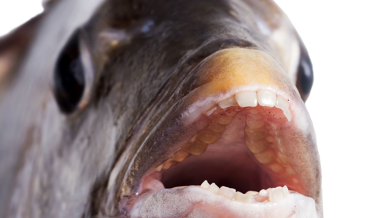 animals smiling with human teeth