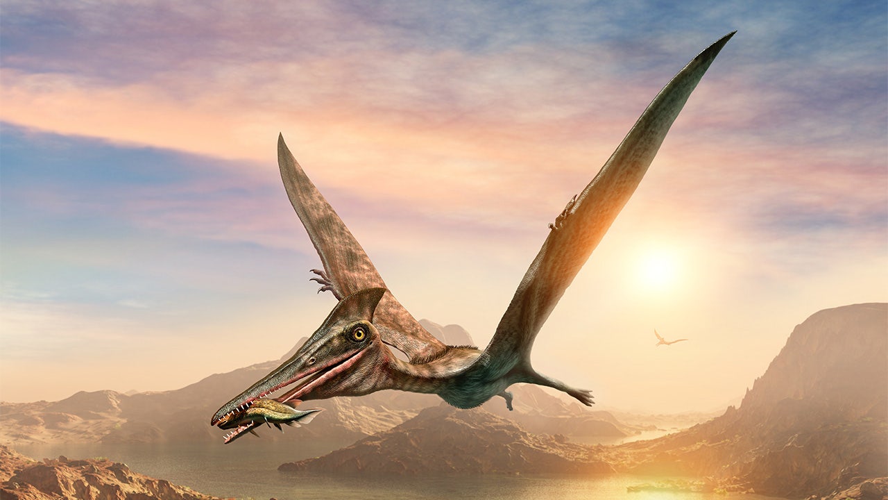 Australian researchers discover country's largest flying reptile