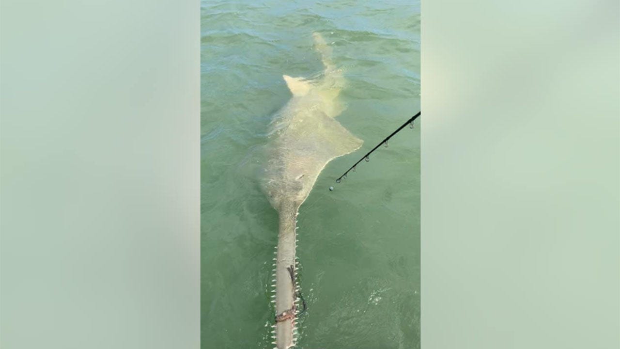 Rare sawfish with rope tied around its mouth reeled in