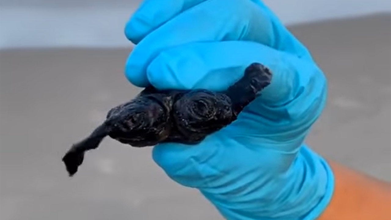 Two-headed turtle in North Carolina discovered by park ranger