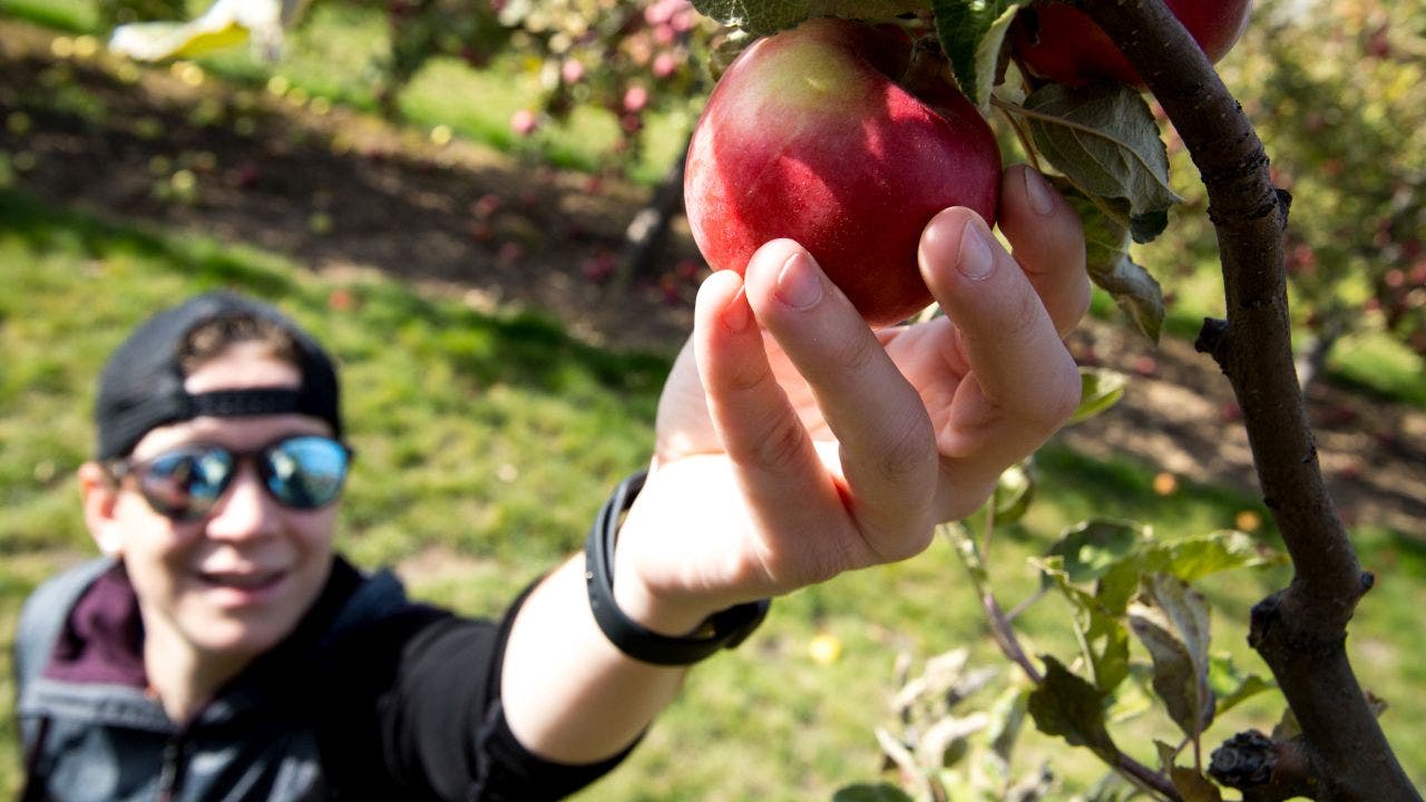 Head to these orchards to go apple picking this fall