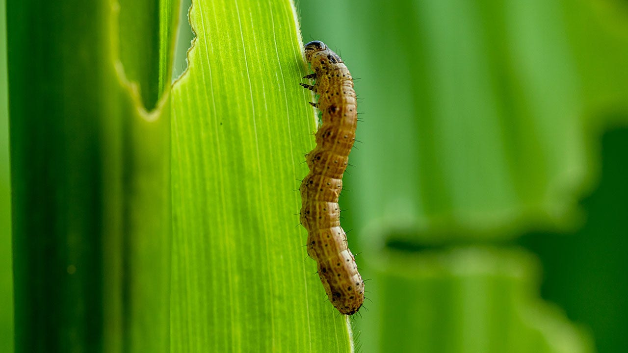 Insect invasion: Armyworms are coming for lawns
