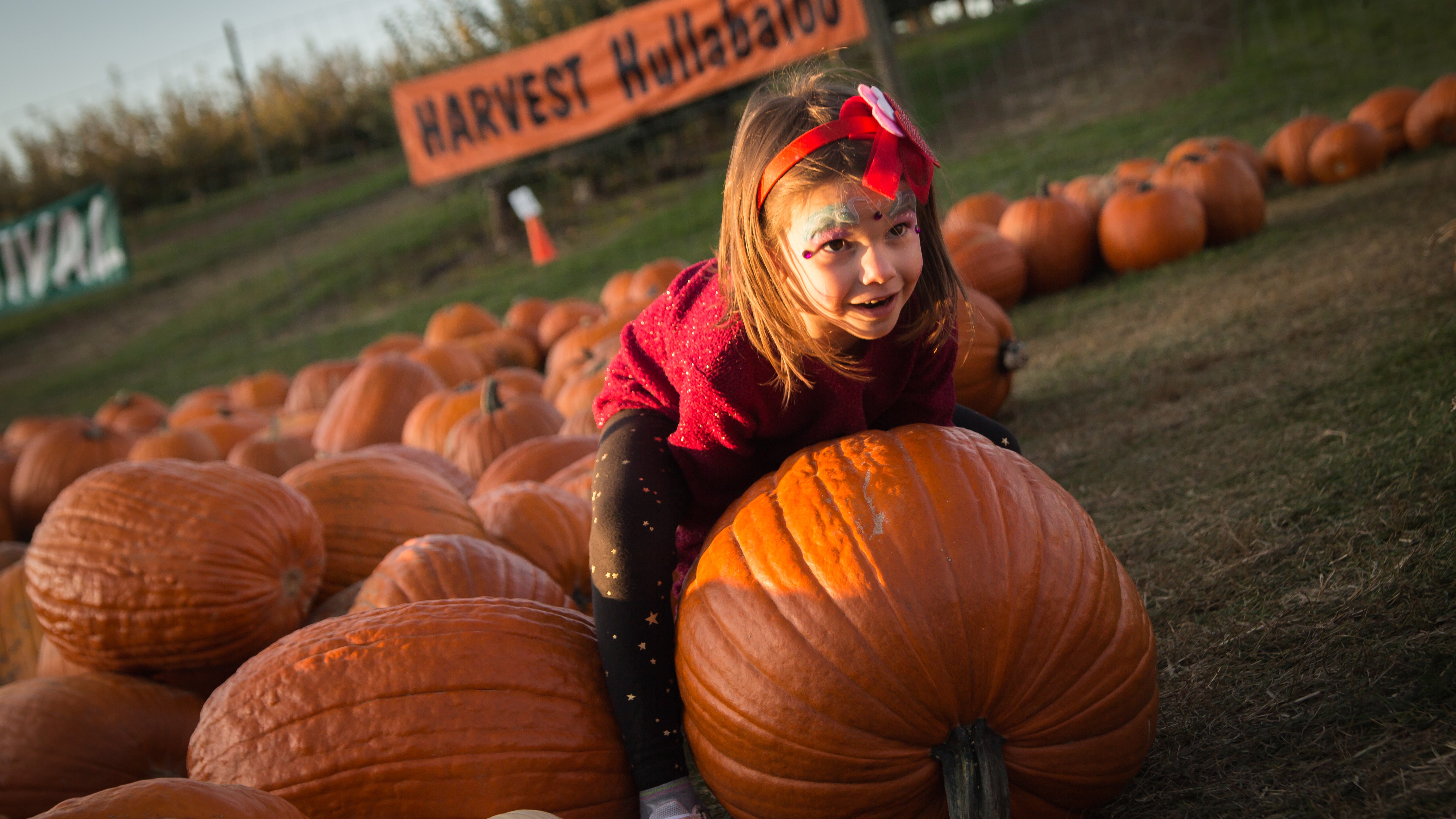 Ahead of Halloween, 16 pumpkin patches to see in America