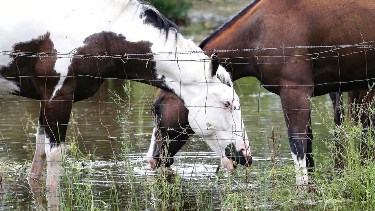 New York trainer charged with beating horse, fracturing its skull