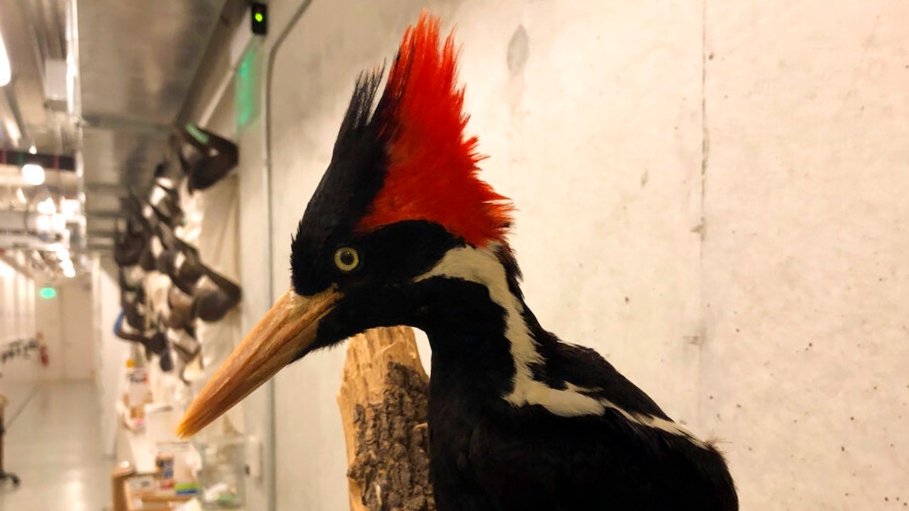 US officials say ivory-billed woodpecker, over 20 other species extinct