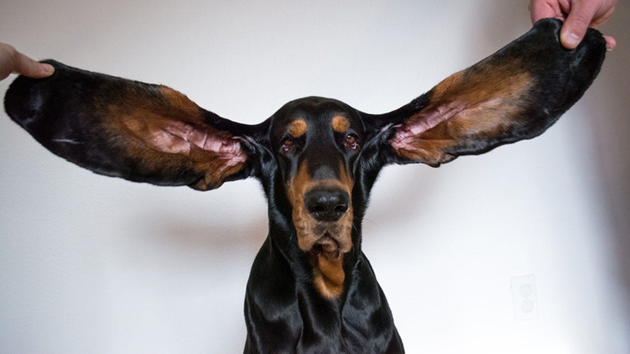 FOX NEWS: Dog earns Guinness World Record for longest ears