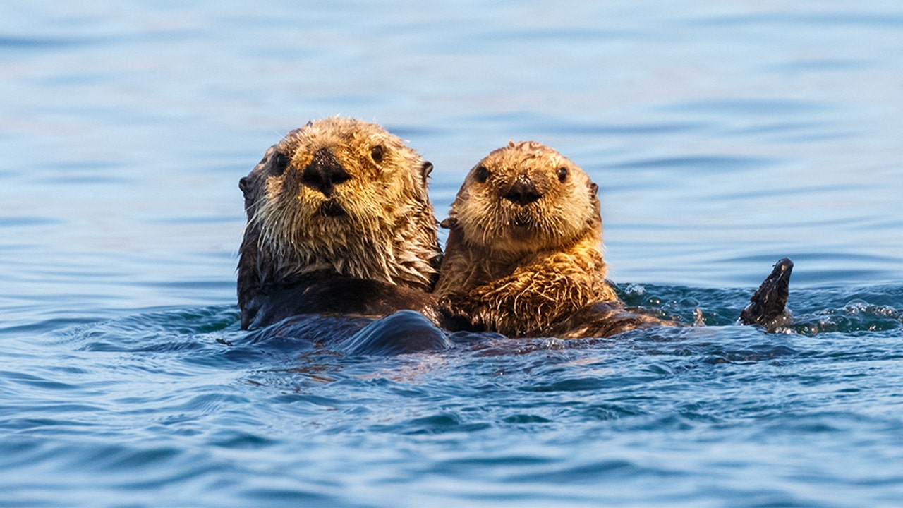 sea otter holding hands quote