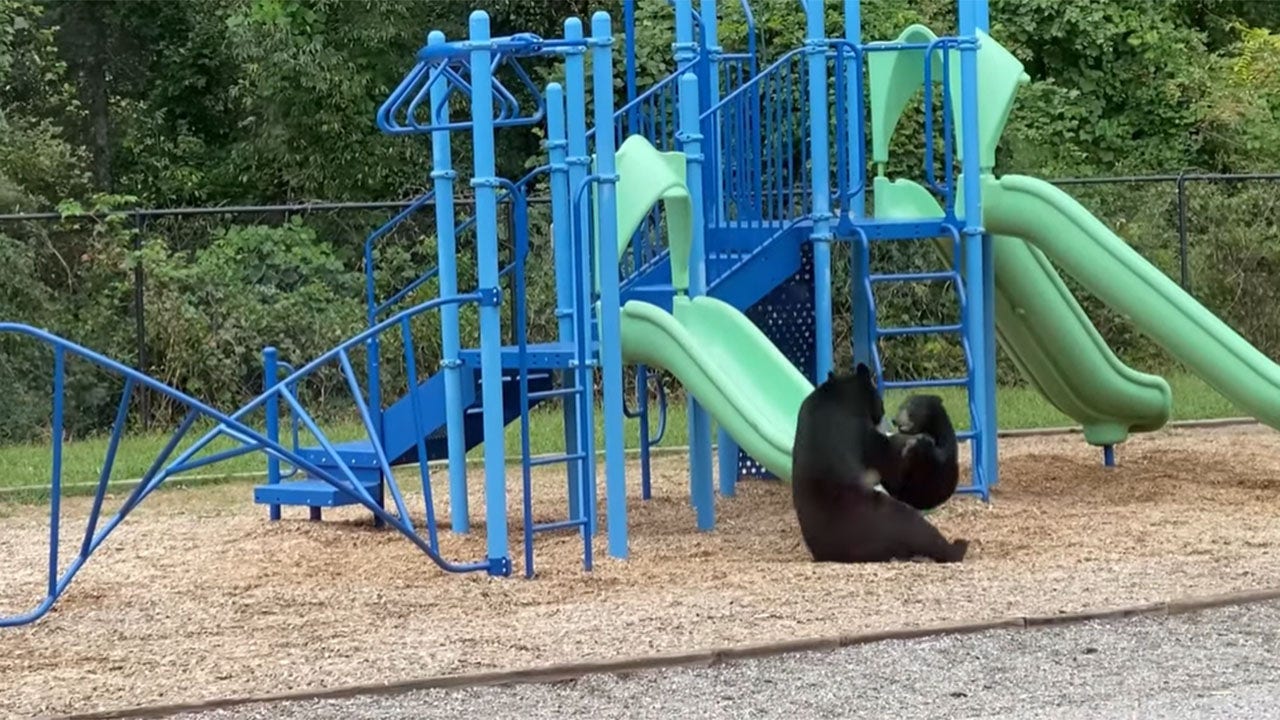 Teacher catches mother bear and cub playing on school playground