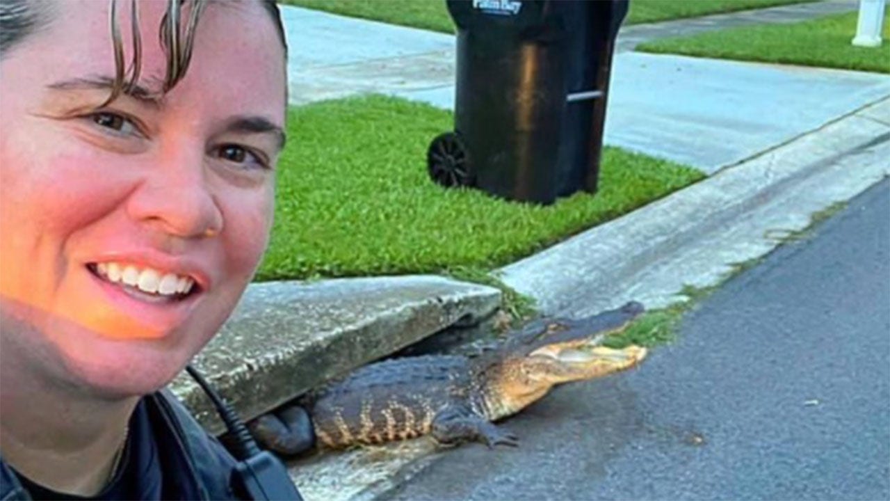 FOX NEWS: Smiling alligator 'photobombs' Florida officer while trapped in sewer drain