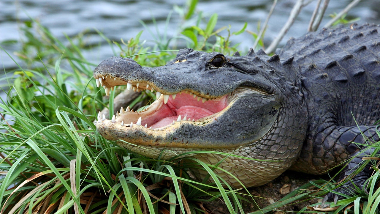 Florida woman, 74, saves pet dog from alligator attack: report