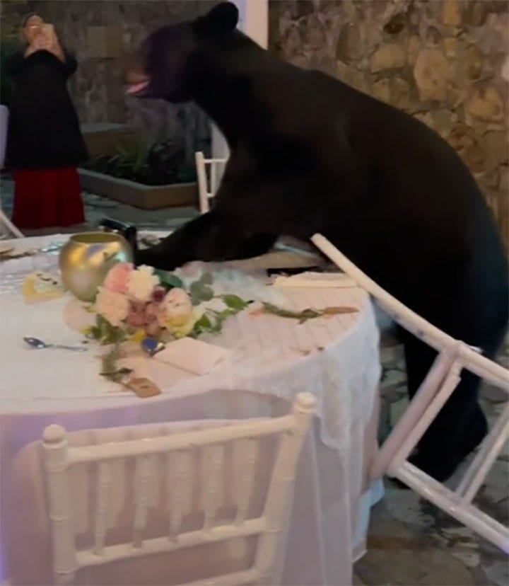 Bear crashes wedding reception while guests continue to eat