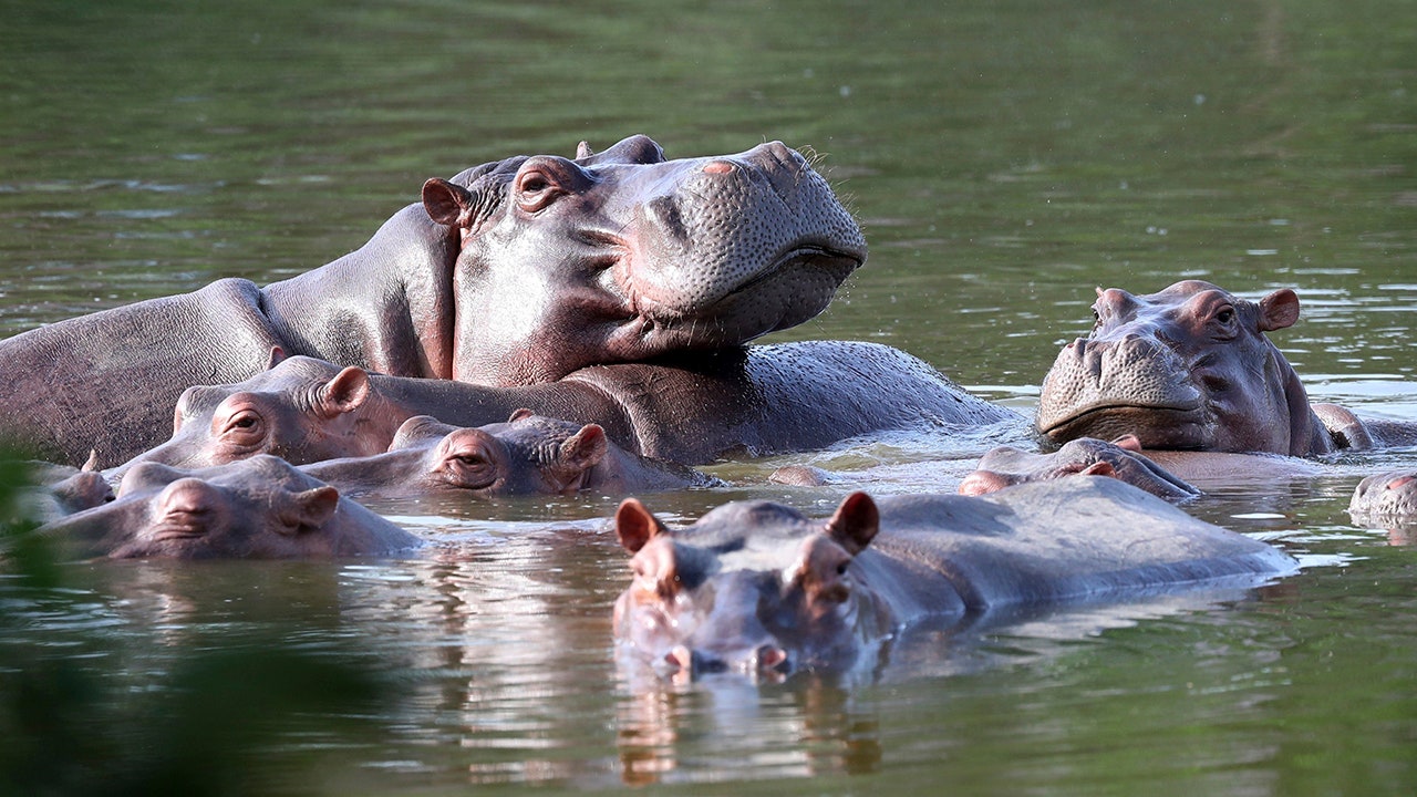 Pablo Escobar's cocaine hippos legally 'people': US judge
