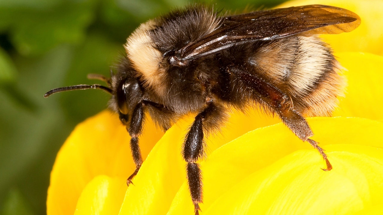 American bumblebee could soon be declared endangered