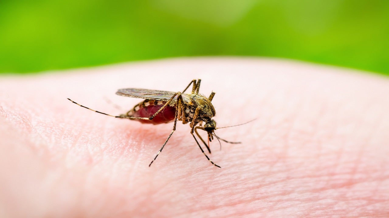 Pareigūnai teigia, kad Konektikuto uodų testas teigiamas dėl mirtino EEE viruso