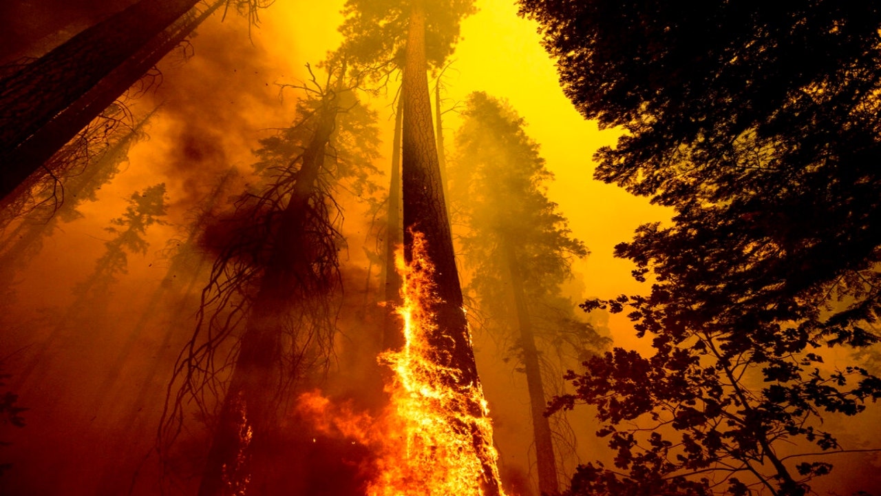 Environmentalists are blocking forest management methods saving iconic sequoias amid Yosemite wildfire