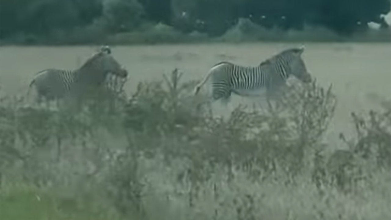 Zebras block traffic in Illinois after escaping pumpkin patch