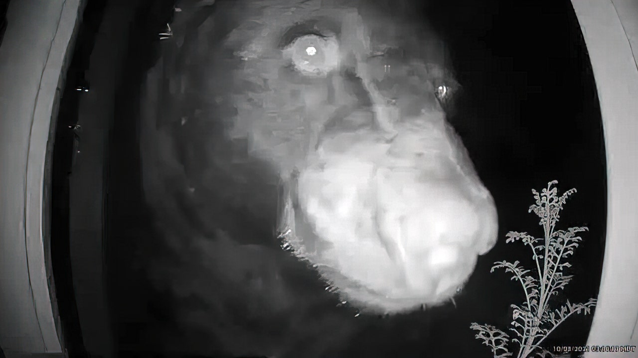 Doorbell camera captures bear walking up to family's front door in the middle of the night