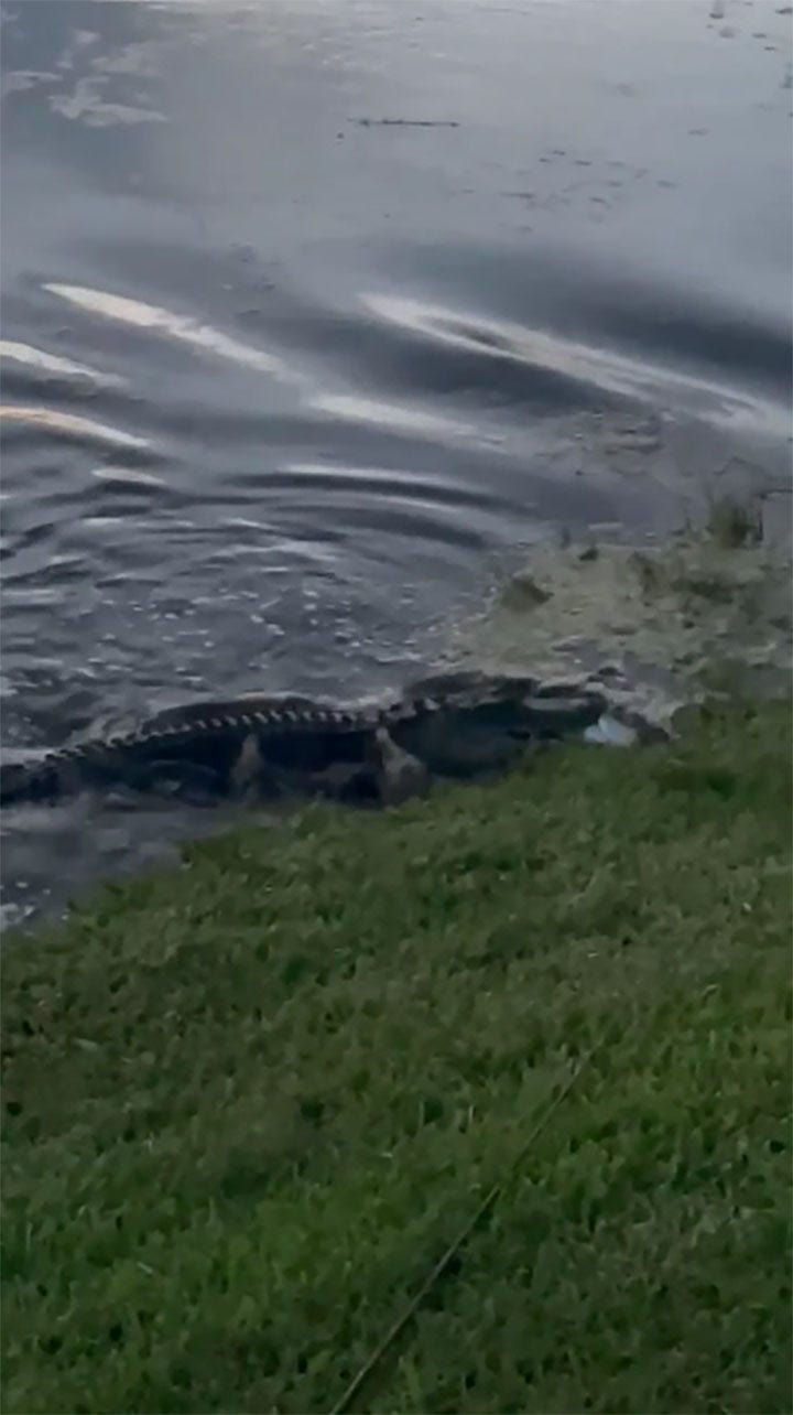 Watch: Alligator steals little boy's catch and fishing rod